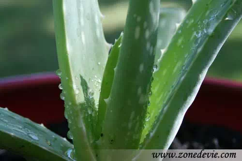 Plante d'Aloe vera aux nombreux bienfaits