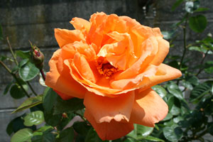 Signification De La Couleur Blanche Des Fleurs