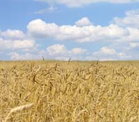 Le blé est la céréale la plus cultivée