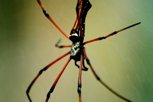 Photo d'une araignée