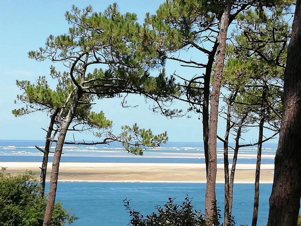 Le banc d'Arguin