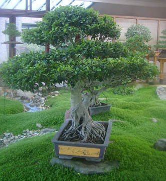 Culture et entretien des bonsaï, petits arbres japonais