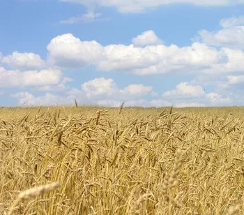 Le blé est la céréale la plus cultivée