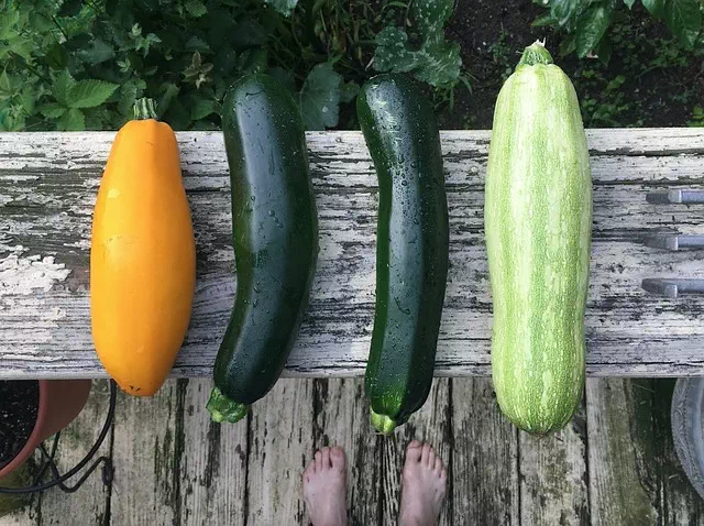 les variétés de courgettes