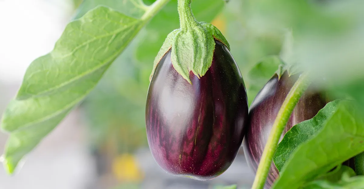 La méthode de culture des aubergines