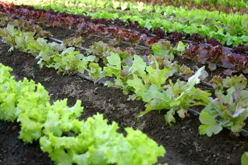 La culture des salades en rangs bien désherbés