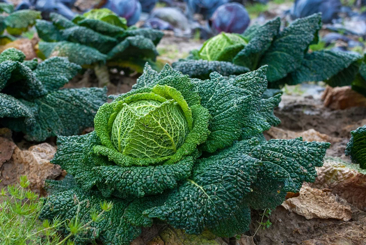 Créez un écosystème au potager