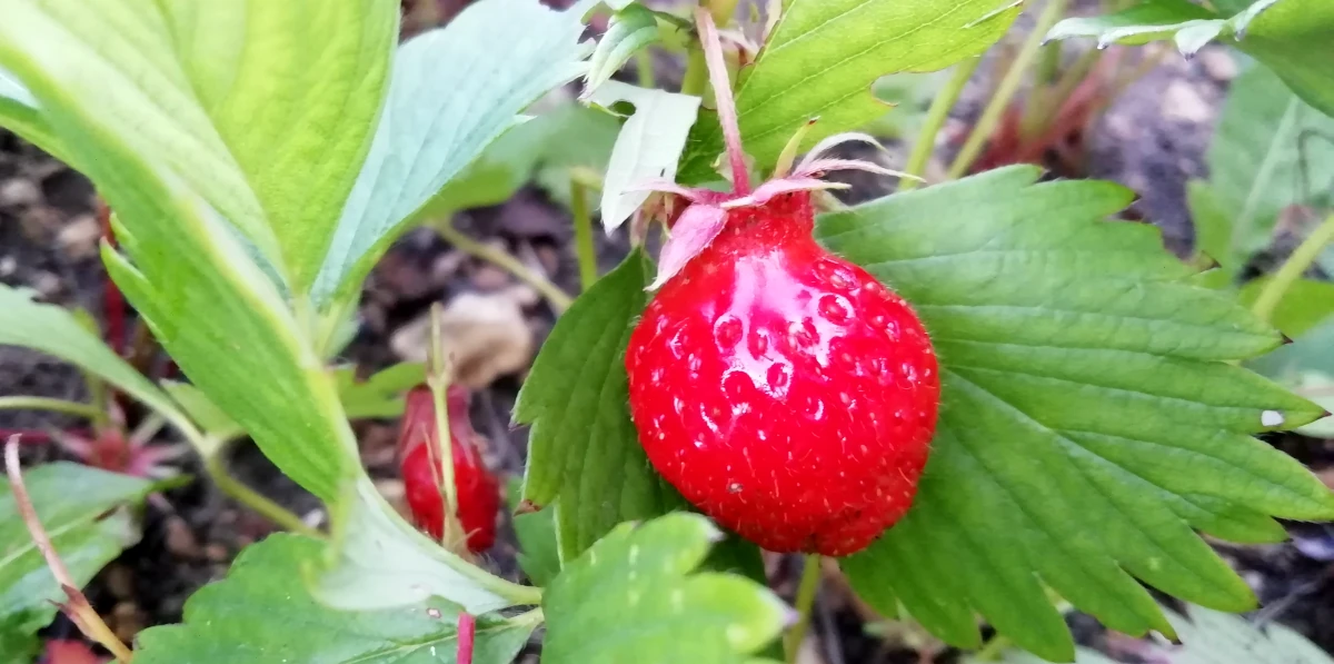 Utilisation d'engrais au potager
