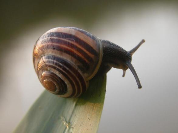 L'escargot au potager peut faire des ravages