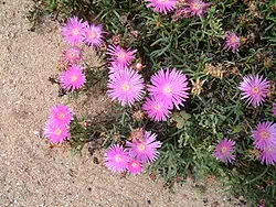 Fleurs roses de ficoide