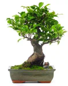 Le ficus