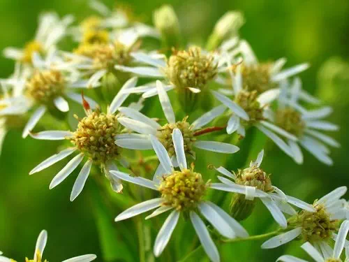 Les fleurs cultivées en pot ont besoin d'engrais