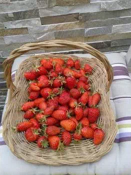 Panier de fraises cultivées naturellement.