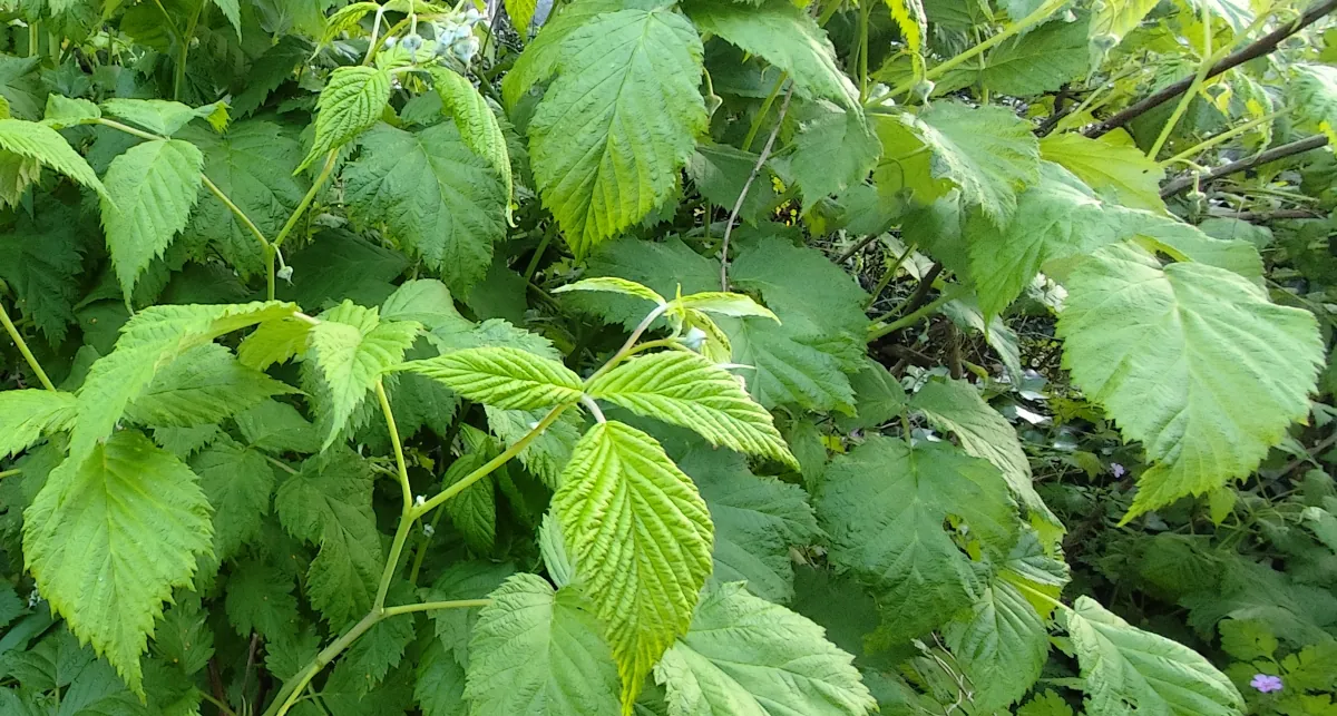 Plantation de framboisiers