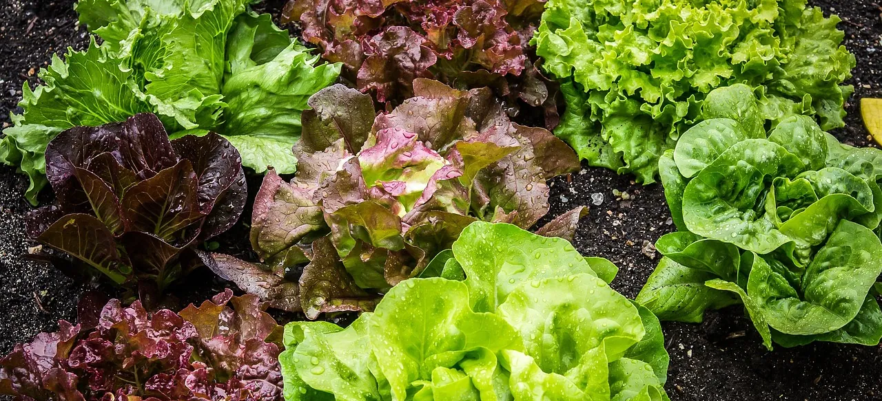 Les limaces détruisent une partie des semis