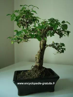 Le ligustrum