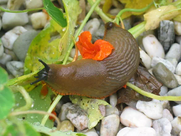 Une limace au potager