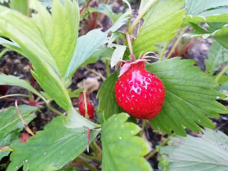 Les fruits et la listeriose