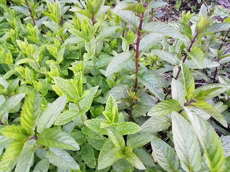 Pied de menthe poivrée