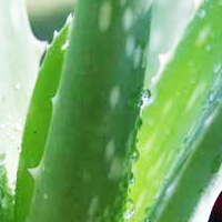 Plante d'Aloe vera aux nombreux bienfaits