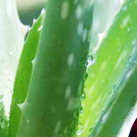 Plante d'Aloe vera aux nombreux bienfaits
