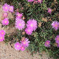 Fleurs roses de ficoide