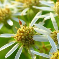 Les fleurs cultivées en pot ont besoin d'engrais