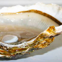 Coquille d'huître fraîchement ouverte