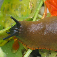 Une limace au potager