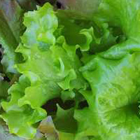 Photo d'une salade