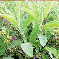 Ce sont les feuilles de sauge qui sont utilisées en infusion