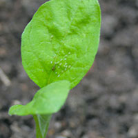 jeunes plants d'aubergine violette