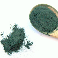 Algue spiruline