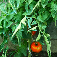 Pied de coeur de boeuf au potager