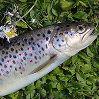 Jolie truite fario fraichement pêchée