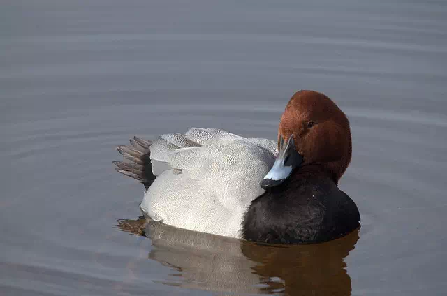 oiseau dans la baie du  département 