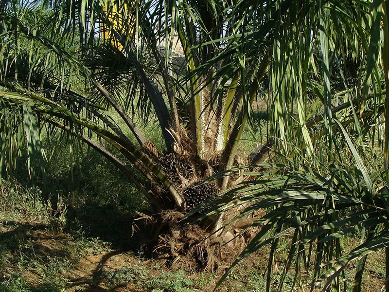 palmier à huile