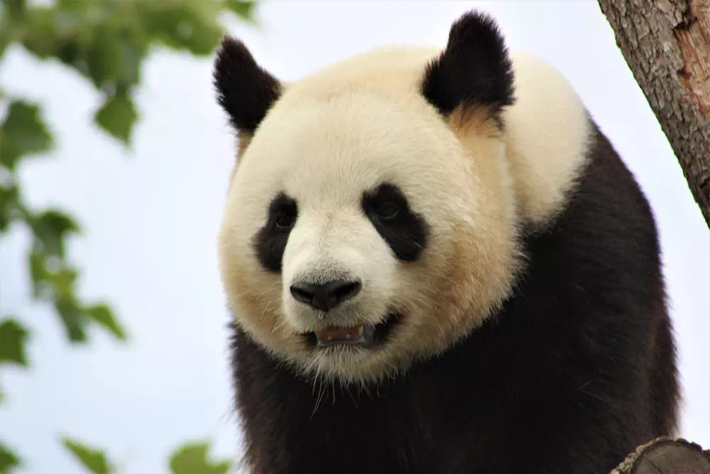 Les pandas du zoo de Beauval
