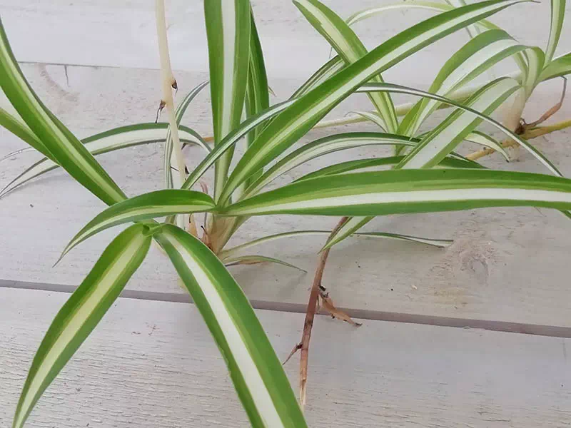 Dépollution de l'air par les plantes