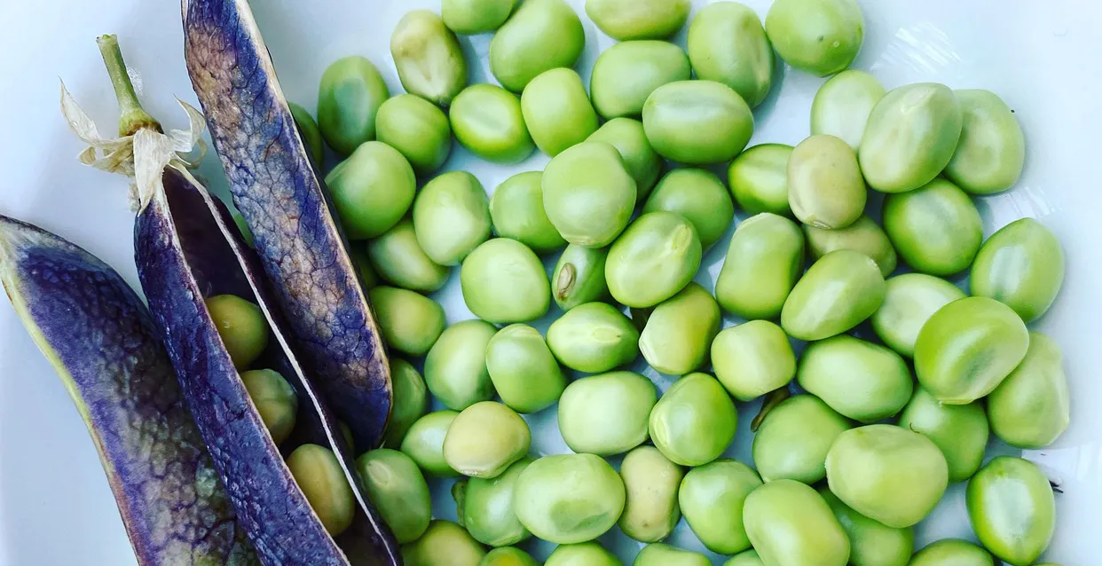 petits pois en grains à écosser