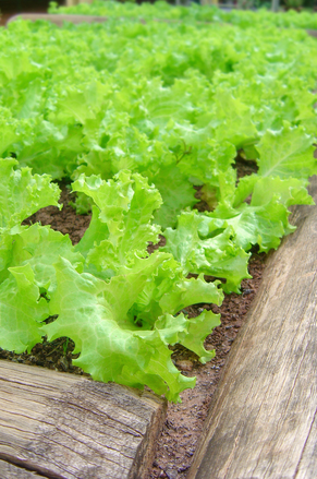 Salades au potager