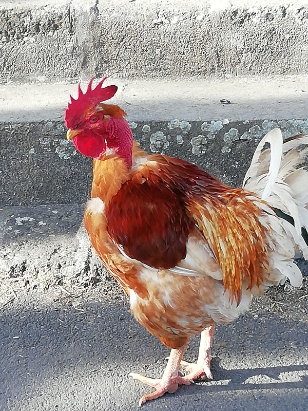 Poules et ses poussins