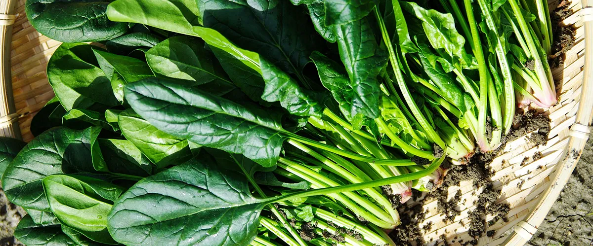 récoltes defeuilles d'épinards