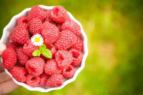 Une belle récolte de framboises