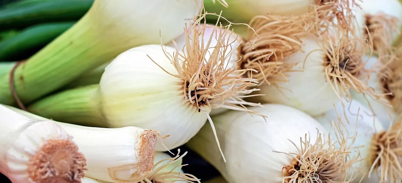 Poiraux récoltés au potager