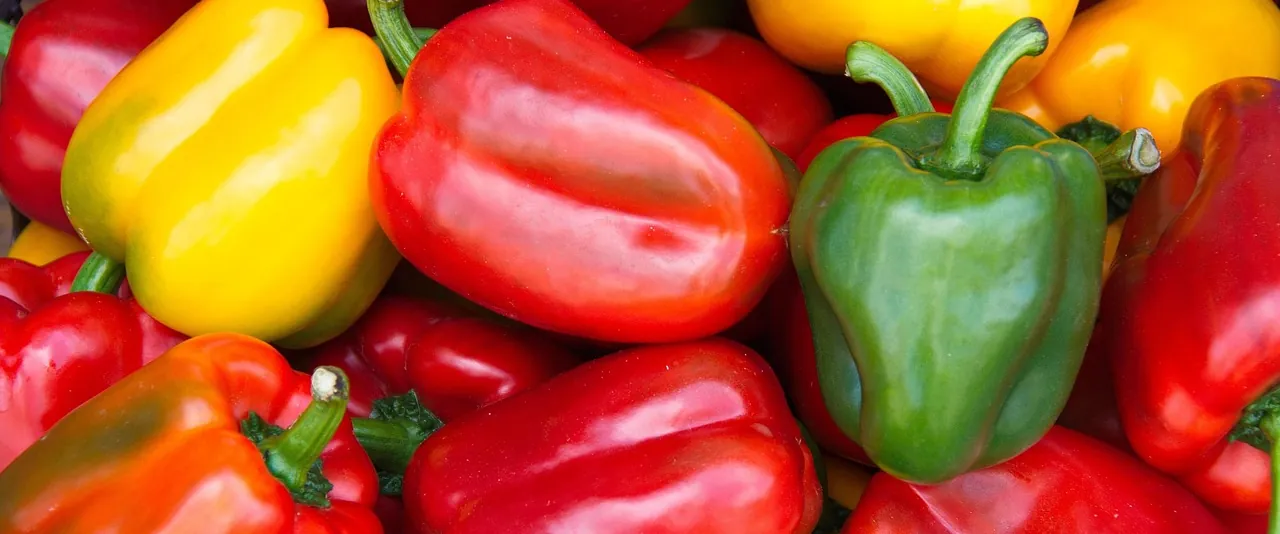 Une belle récolte de poivrons colorés