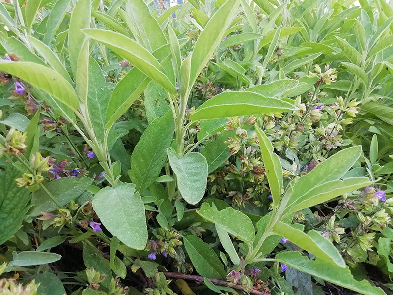 Ce sont les feuilles de sauge qui sont utilisées en infusion