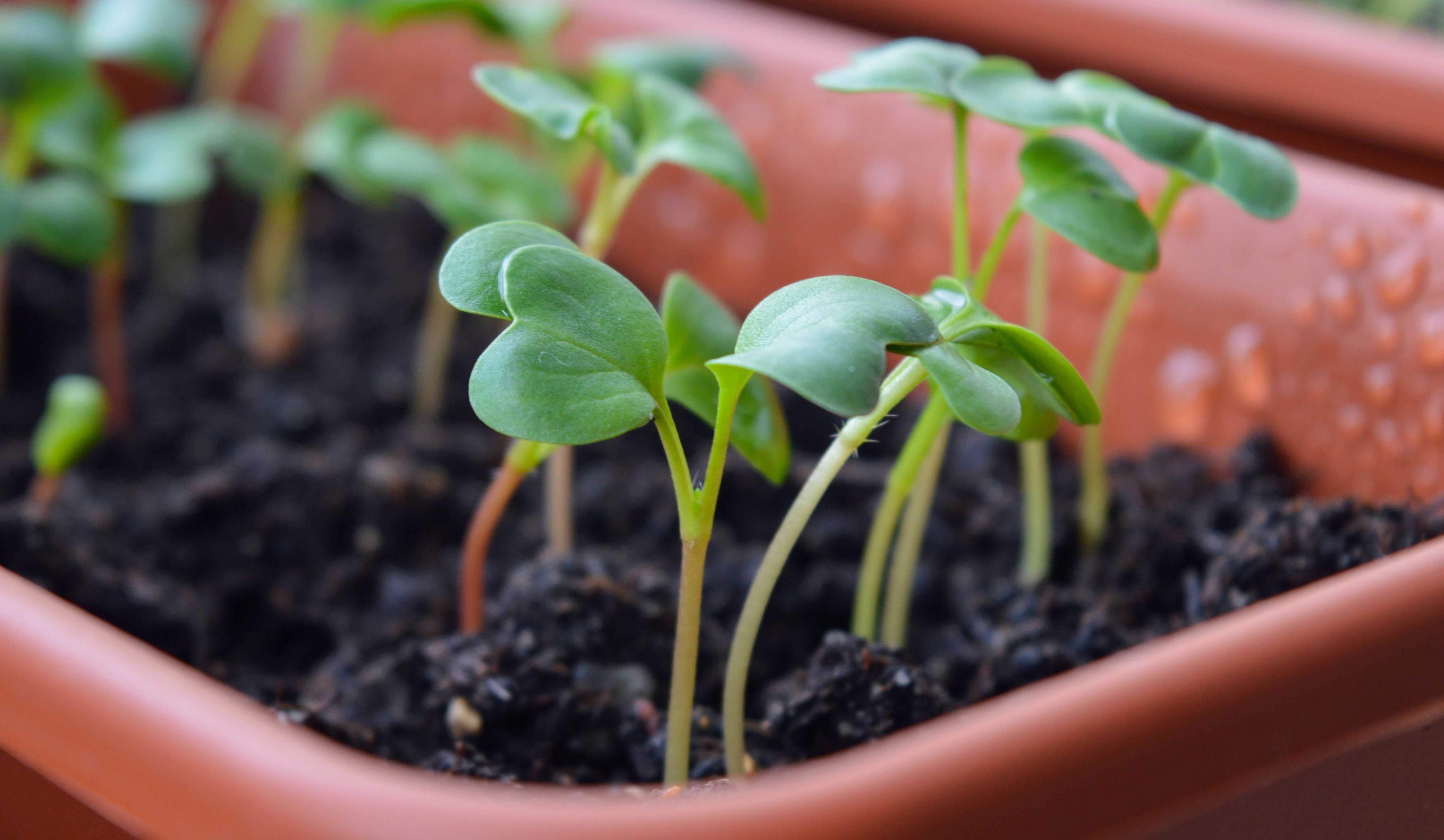 Semis et jeunes pousses de légumes