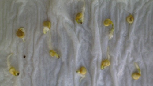 Test de germination de graines de piments