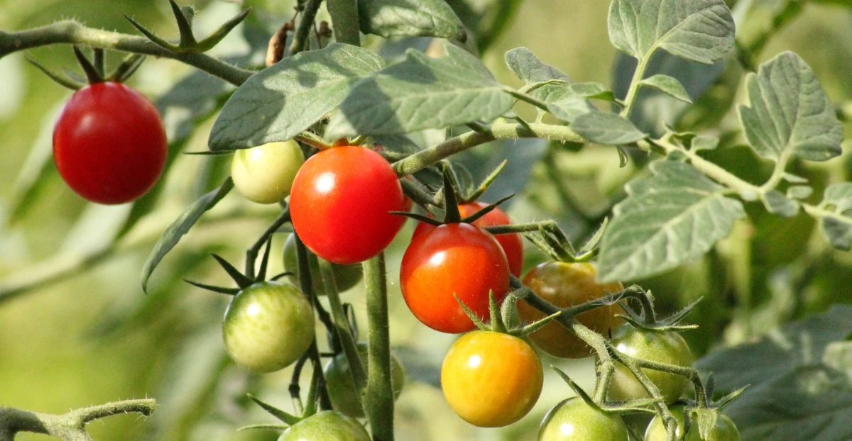Tomates cerises de pleine terre